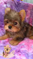 Reese, a male Yorkshire Terrier for sale in Byhalia, MS – 2 of 2