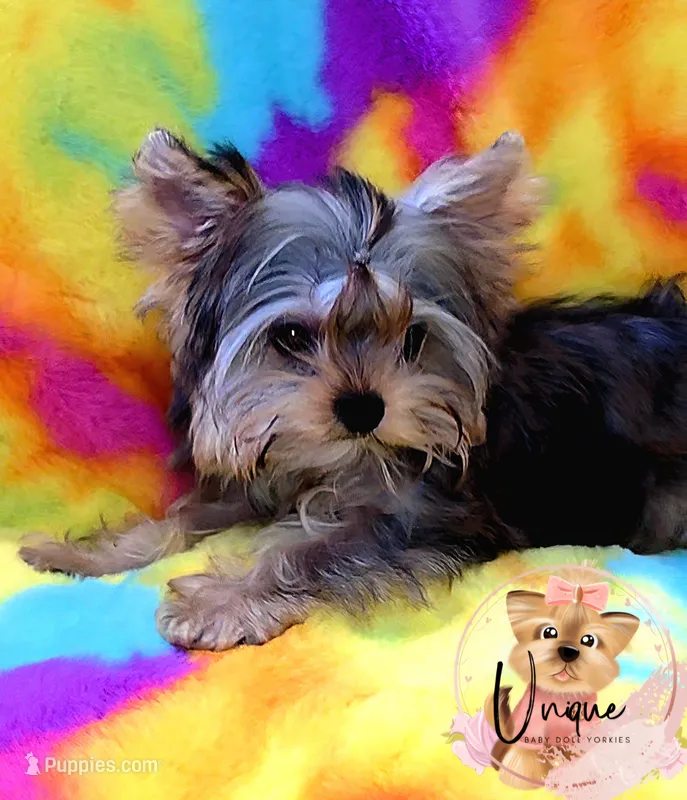 Reeses – Yorkshire Terrier puppy for sale in Byhalia, MS