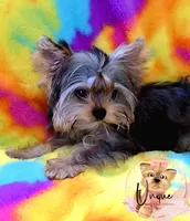 Reeses, a male Yorkshire Terrier for sale in Byhalia, MS – 1 of 5
