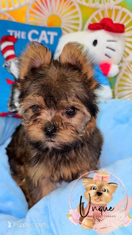 Coachella – Yorkshire Terrier puppy for sale in Byhalia, MS