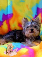 Reeses, a male Yorkshire Terrier for sale in Byhalia, MS – 3 of 5