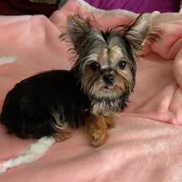 Contagious, a male Yorkshire Terrier for sale in Byhalia, MS – Photo 1 of 2