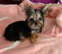 Contagious, a male Yorkshire Terrier for sale in Byhalia, MS – Photo 1 of 2