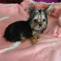 Contagious, a male Yorkshire Terrier for sale in Byhalia, MS – Photo 2 of 2