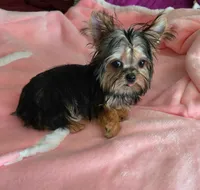 Contagious, a male Yorkshire Terrier for sale in Byhalia, MS – Photo 2 of 2