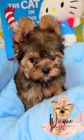 Coachella, a female Yorkshire Terrier for sale in Byhalia, MS – 2 of 3