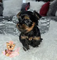 Nicholas, a male Yorkshire Terrier for sale in Byhalia, MS – Photo 2 of 2