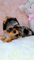 Starburst, a male Yorkshire Terrier for sale in Byhalia, MS – 2 of 2
