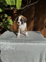 Sir James, a male Boxer for sale in Walnut, CA – 4 of 10