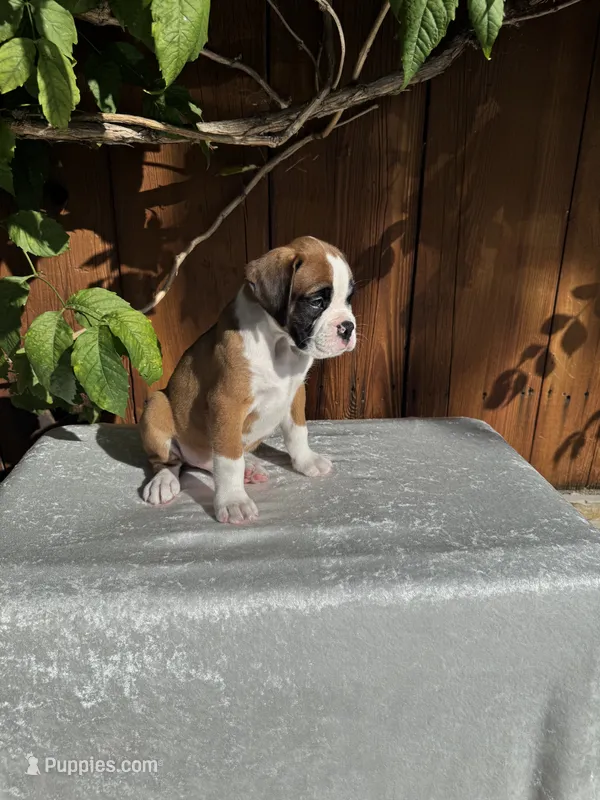 Sir James – Boxer puppy for sale in Walnut, CA