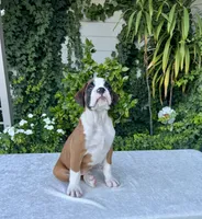 Sir James, a male Boxer for sale in Walnut, CA – 8 of 10