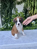 Sir James, a male Boxer for sale in Walnut, CA – 7 of 10