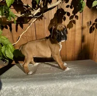 Lady Grace, a female Boxer for sale in Walnut, CA – 3 of 3