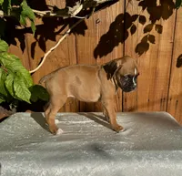 Lady Anne, a female Boxer for sale in Walnut, CA – 4 of 4