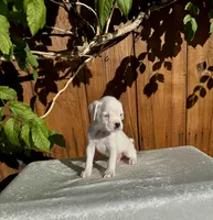 Casper, a male Boxer for sale in Walnut, CA – 4 of 4