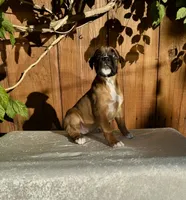 Lady Grace, a female Boxer for sale in Walnut, CA – 2 of 3