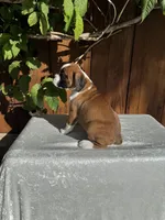 Sir James, a male Boxer for sale in Walnut, CA – 5 of 10