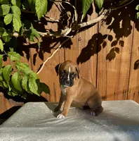 Lady Anne, a female Boxer for sale in Walnut, CA – 1 of 4