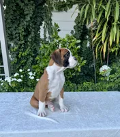 Sir James, a male Boxer for sale in Walnut, CA – 9 of 10