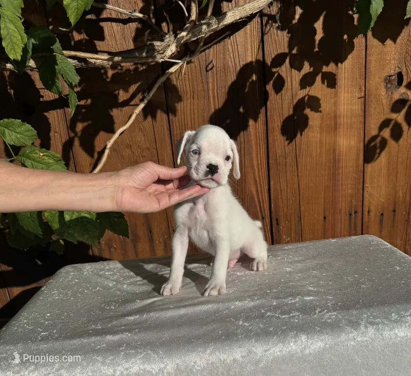 Casper – Boxer puppy for sale in Walnut, CA