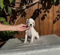 Casper, a male Boxer for sale in Walnut, CA – 1 of 4