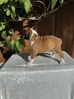 Sir James, a male Boxer for sale in Walnut, CA – 6 of 10