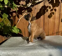 Lady Anne, a female Boxer for sale in Walnut, CA – 3 of 4