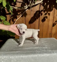Casper, a male Boxer for sale in Walnut, CA – 3 of 4