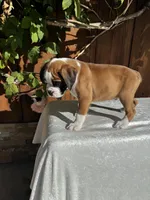 Sir James, a male Boxer for sale in Walnut, CA – 3 of 10