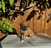 Lady Anne, a female Boxer for sale in Walnut, CA – 2 of 4