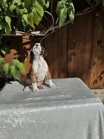 Sir James, a male Boxer for sale in Walnut, CA – 2 of 10