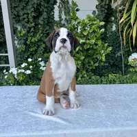 Sir James, a male Boxer for sale in Walnut, CA – 10 of 10