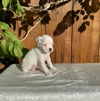 Casper, a male Boxer for sale in Walnut, CA – 2 of 4