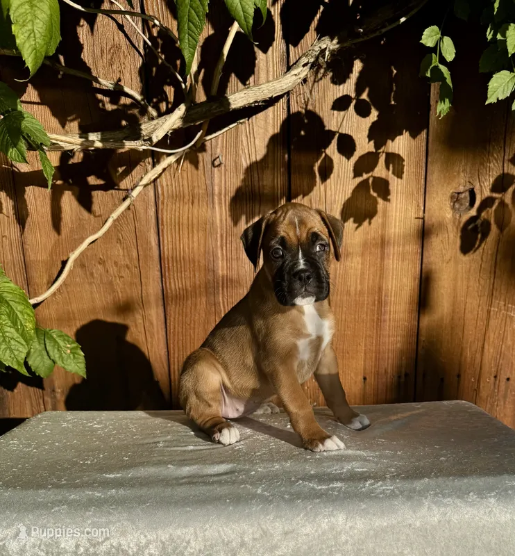 Lady Grace – Boxer puppy for sale in Walnut, CA