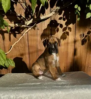 Lady Grace, a female Boxer for sale in Walnut, CA – 1 of 3