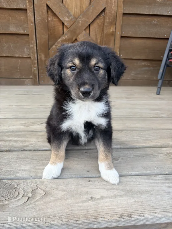 Ollie – Miniature Australian Shepherd puppy for sale in Cumberland, WI