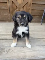 Ollie, a male Miniature Australian Shepherd for sale in Cumberland, WI – 1 of 1
