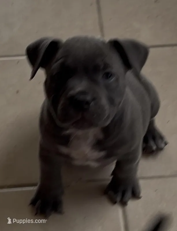 Peanut – American Bully puppy for sale in Riverview, FL
