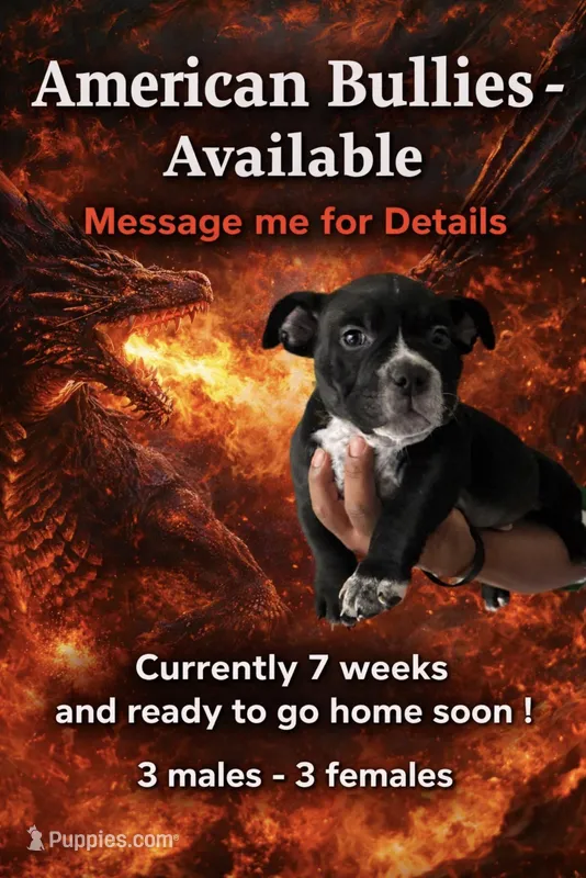 Pepper – American Bully puppy for sale in Riverview, FL