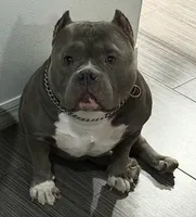 Oreo, a male American Bully for sale in Riverview, FL – Photo 5 of 7