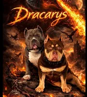 Oreo, a male American Bully for sale in Riverview, FL – Photo 4 of 7