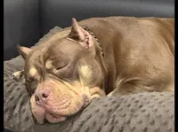 Oreo, a male American Bully for sale in Riverview, FL – Photo 7 of 7