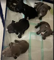 Oreo, a male American Bully for sale in Riverview, FL – Photo 2 of 7