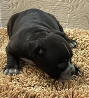 Oreo, a male American Bully for sale in Riverview, FL – Photo 3 of 7