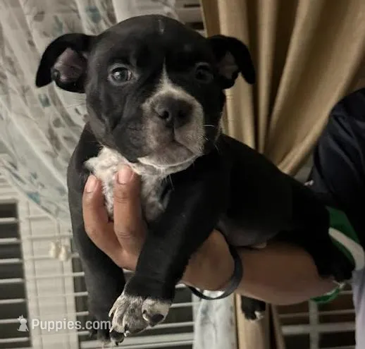 Oreo – American Bully puppy for sale in Riverview, FL