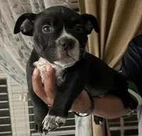 Oreo, a male American Bully for sale in Riverview, FL – Photo 1 of 7