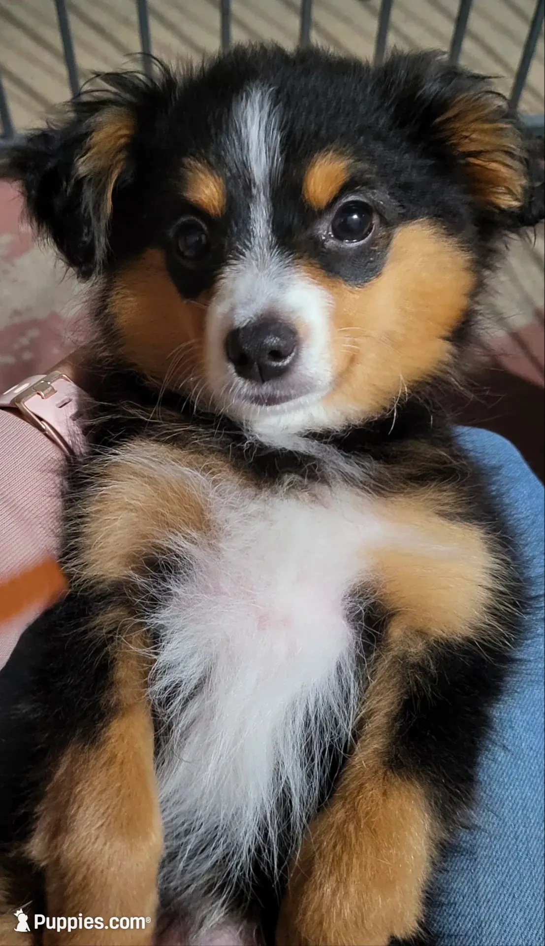 Lily Love, a female Toy Australian Shepherd for sale in San Diego, CA – 2 of 9