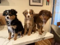 Lily Love, a female Toy Australian Shepherd for sale in San Diego, CA – 5 of 9