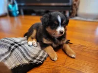 Lily Love, a female Toy Australian Shepherd for sale in San Diego, CA – 3 of 9