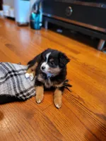 Lily Love, a female Toy Australian Shepherd for sale in San Diego, CA – 4 of 9